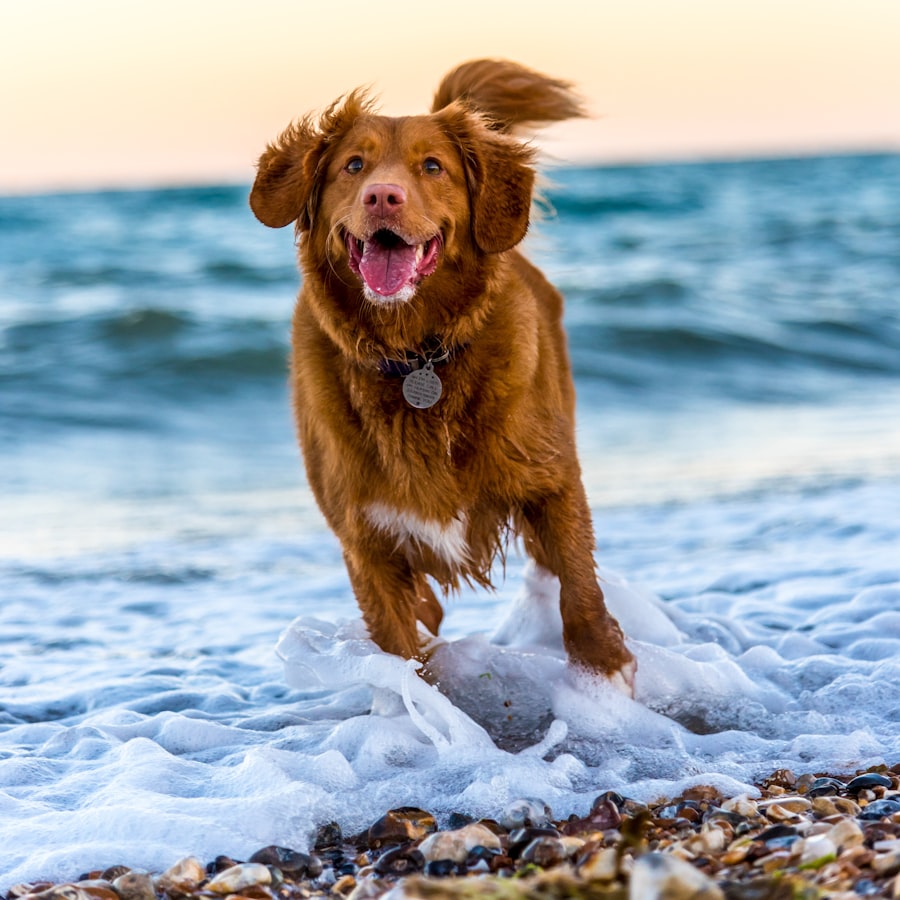 Köpek Tasması