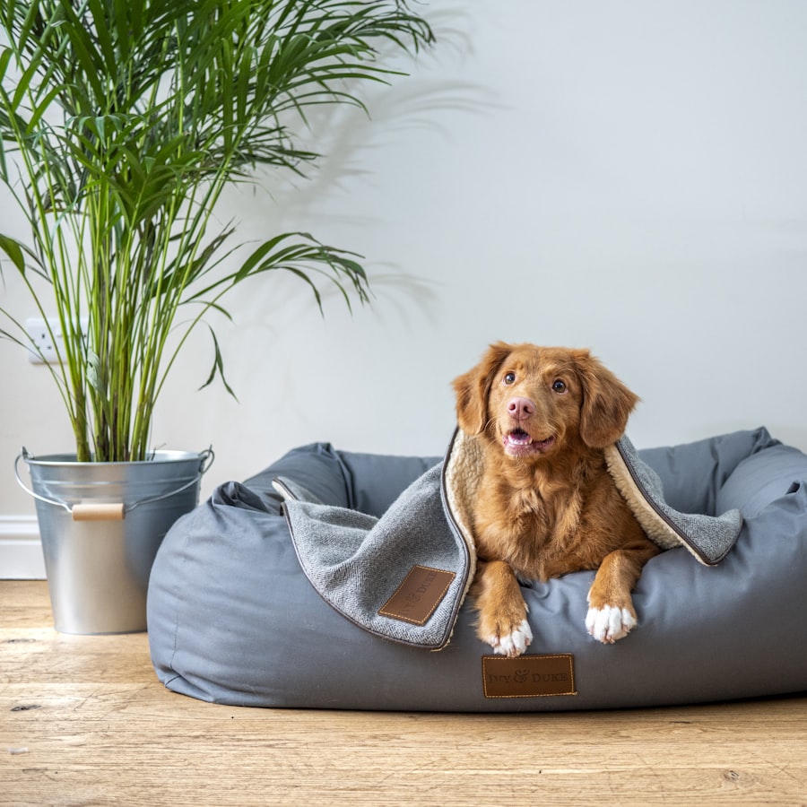 Köpek Yatağı